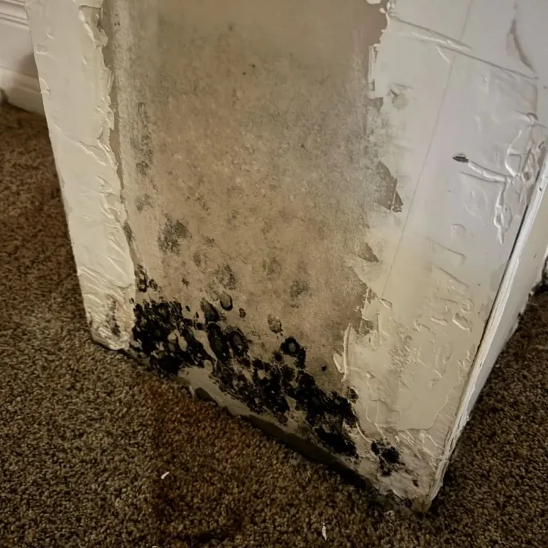 Professional Mold Removal in New Albany, MS